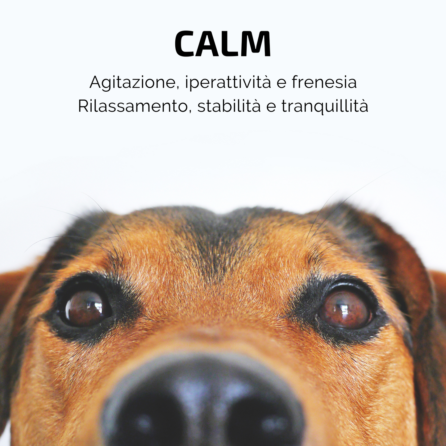 Samsara - Incenso in Bastoncini Per Animali Fatto a Mano 100% Naturale, Relax e Iperattività di Amici a 4 Zampe - Aromaterapia per animali - 15gr (CALM) - SamsaraFragrances