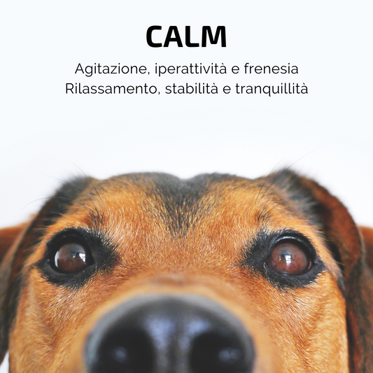 Samsara - Incenso in Bastoncini Per Animali Fatto a Mano 100% Naturale, Relax e Iperattività di Amici a 4 Zampe - Aromaterapia per animali - 15gr (CALM) - SamsaraFragrances