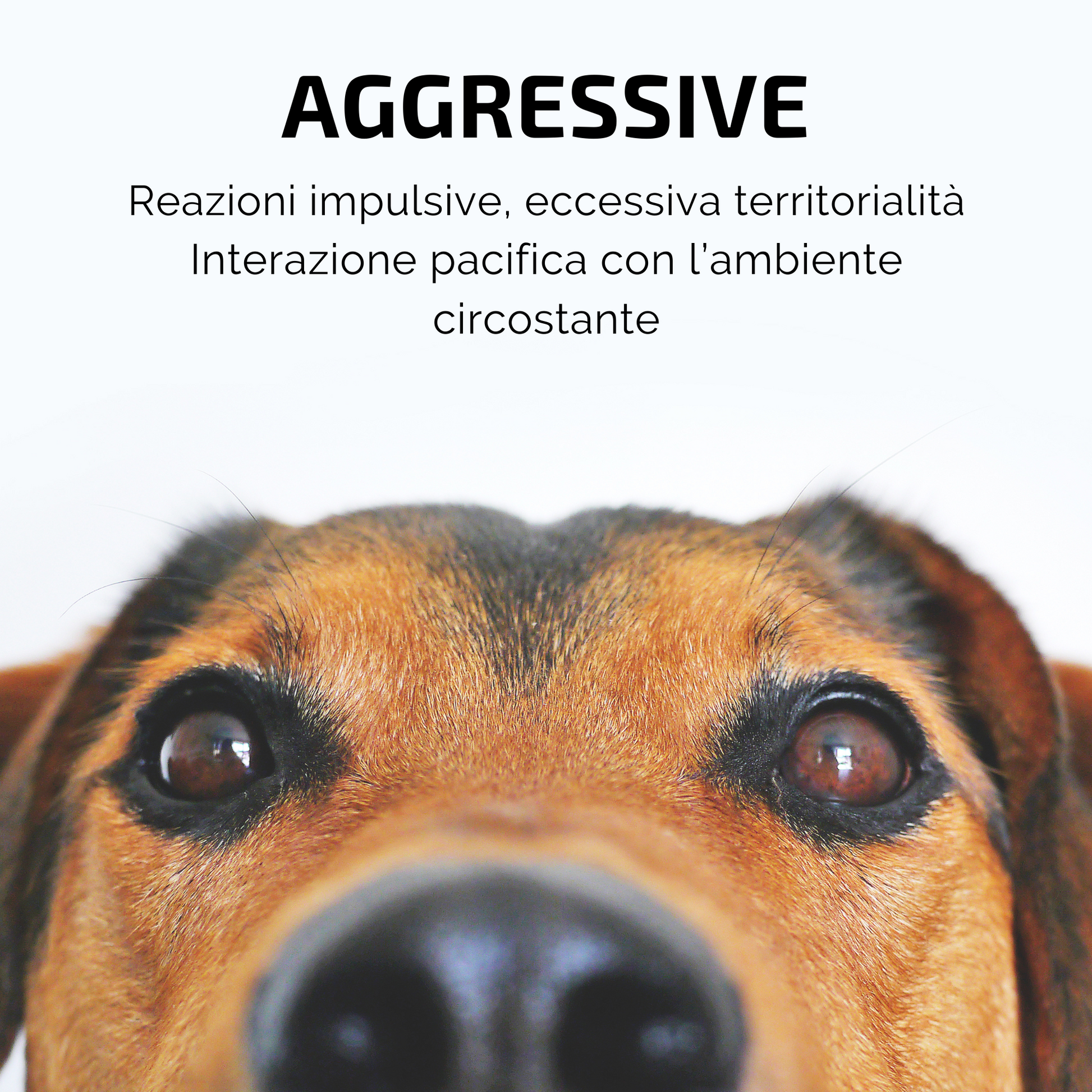 Incenso in Bastoncini Per Animali Fatto a Mano 100% Naturale, Controllo dell'Aggressività e Convivenza per Amici a 4 Zampe - Aromaterapia per animali - 15gr (AGGRESSIVE) - SamsaraFragrances