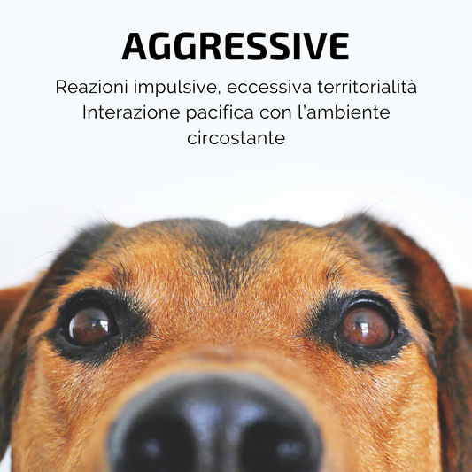 Incenso in Bastoncini Per Animali Fatto a Mano 100% Naturale, Controllo dell'Aggressività e Convivenza per Amici a 4 Zampe - Aromaterapia per animali - 15gr (AGGRESSIVE) - SamsaraFragrances
