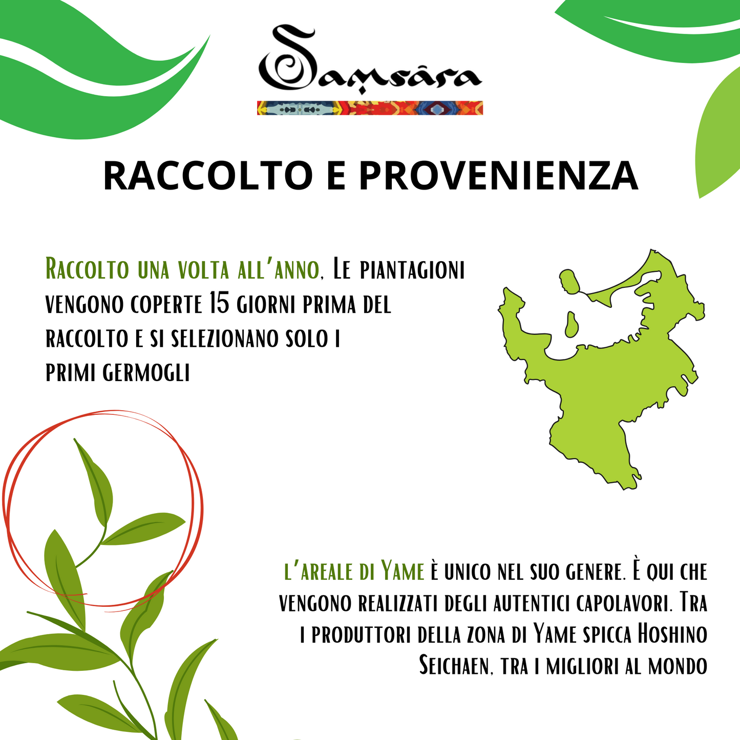 Samsara Matcha Cerimoniale Grado IMPERIALE Premium | Raccolto a Mano in Giappone a YAME Fukuoka, Macinato a Pietra | NO Cottura Vapore | Testato EGCG | E-guida e Bugiardino (25g) - SamsaraFragrances