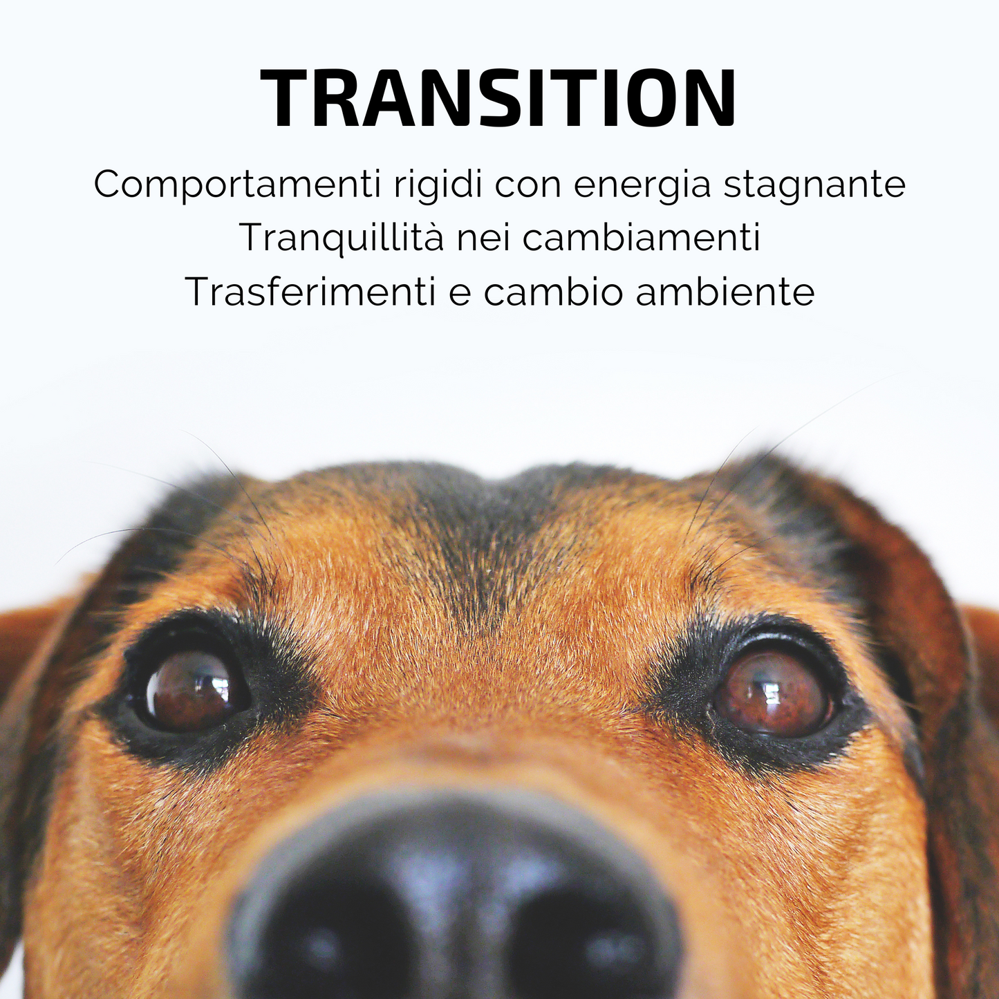 Samsara - Incenso in Bastoncini Per Animali Fatto a Mano 100% Naturale, Traslochi e Cambiamenti per Amici a 4 Zampe - Aromaterapia per animali - 15gr (TRANSITION) - SamsaraFragrances