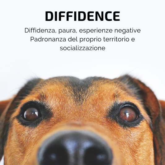 Samsara - Incenso in Bastoncini Per Animali Fatto a Mano 100% Naturale, per Amici a 4 Zampe Timidi e Diffidenti - Aromaterapia per animali - 15gr (DIFFIDENCE) - SamsaraFragrances