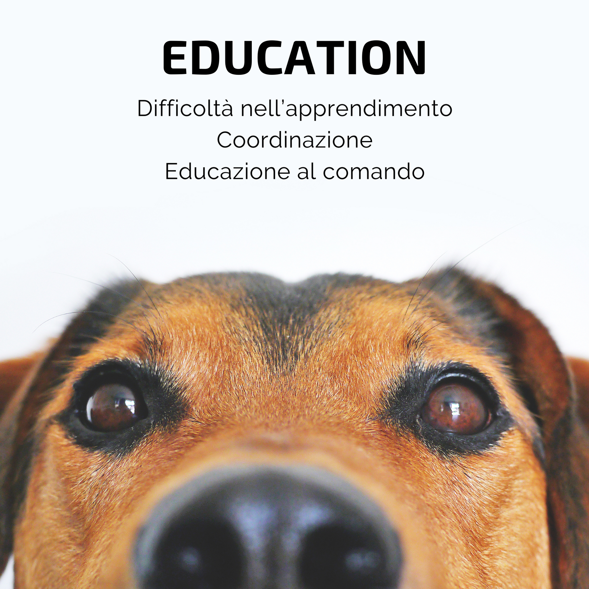 Samsara - Incenso in Bastoncini Per Animali Fatto a Mano 100% Naturale, Aiuto all'Educazione e Risposta al Comando per Amici a 4 Zampe - Aromaterapia per animali - 15gr (EDUCATION) - SamsaraFragrances